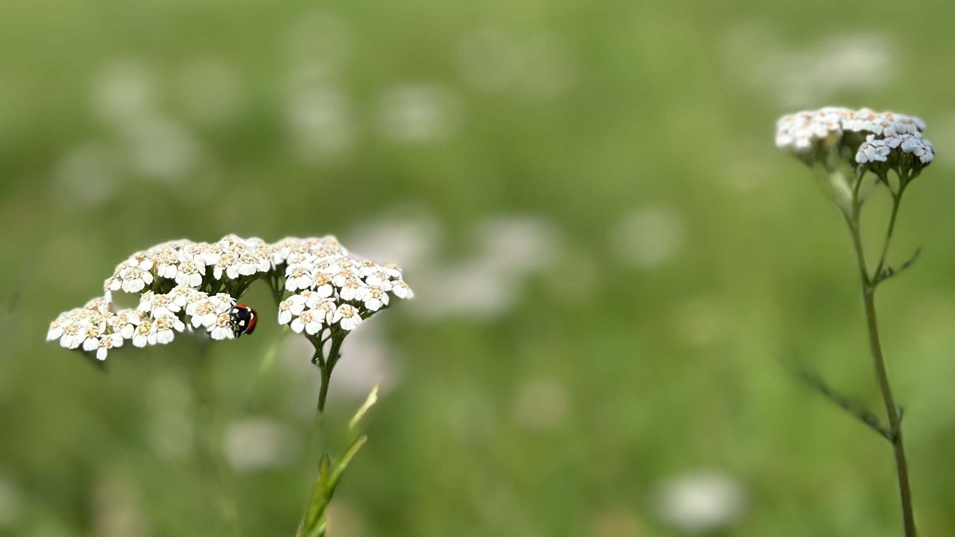 20240725_082424468_iOS 1 (1).jpg